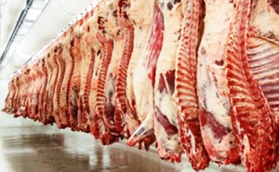 Carne en canal