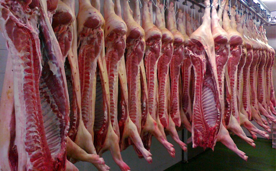Cerdo Landrace