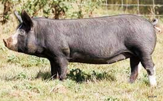 Cerdo Landrace