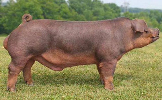 Cerdo Duroc