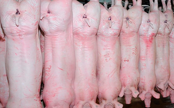 Cerdo Landrace