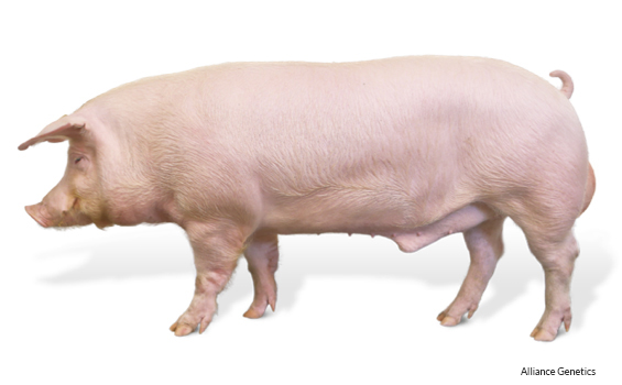 Cerdo Landrace