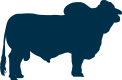 Vaquilla blanca